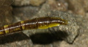 gomphussptail566