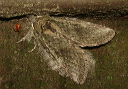 heterocampa_0442