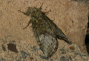 heterocampa_0488