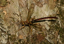 ichneumon_0600
