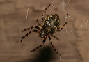 img_0461_spider