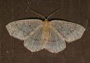 lambdina_img_0640