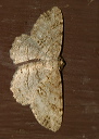 melanolophia_canadaria_428