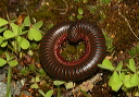 narceus_0618