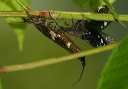 nigronia_serricornis589