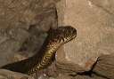 nwatersnake554