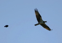 osprey046