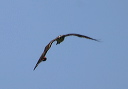 osprey047