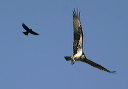 osprey048