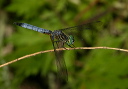 pachydiplax_img_0729