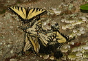 papilio_sp576