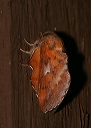 phyllodesma_americana