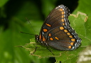 red-spotted_purple706