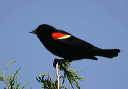 redwingedblackbird069