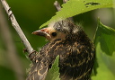 redwingedblackbird711