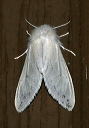 spilosoma_img_0654