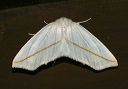 tetracis_img_0641