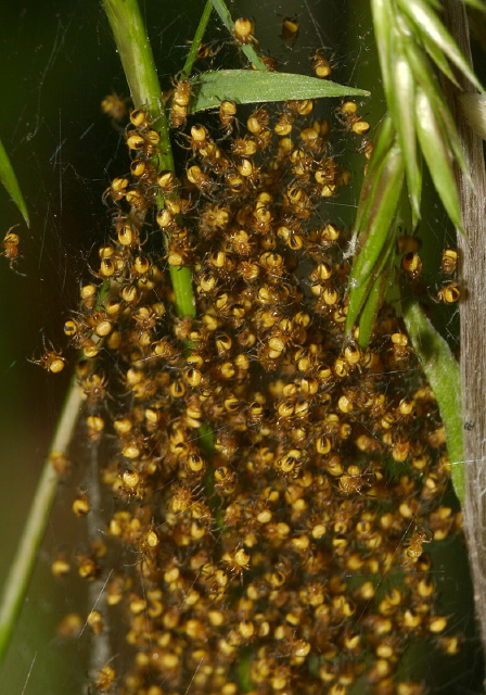 Araneus sp. Araneidae