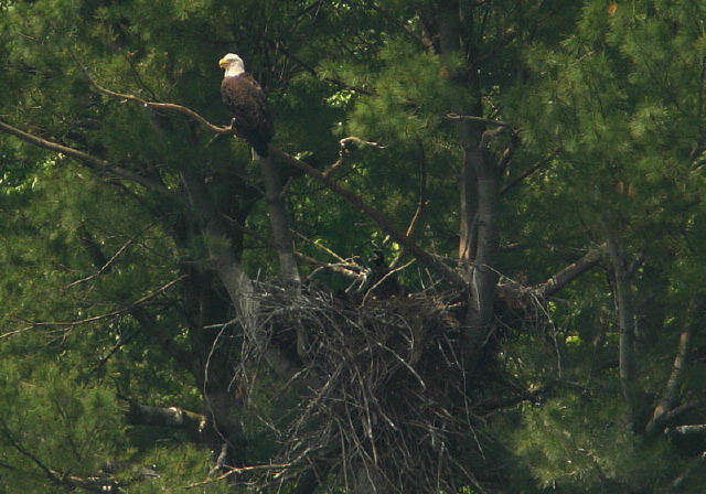 Haliaeetus leucocephalus Accipitridae
