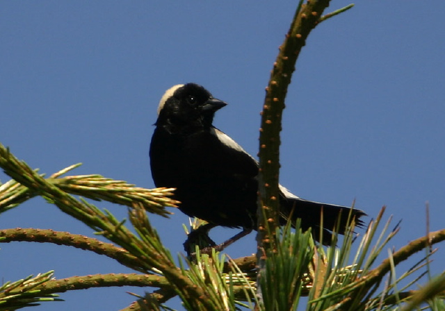 Dolichonyx oryzivorus Icteridae