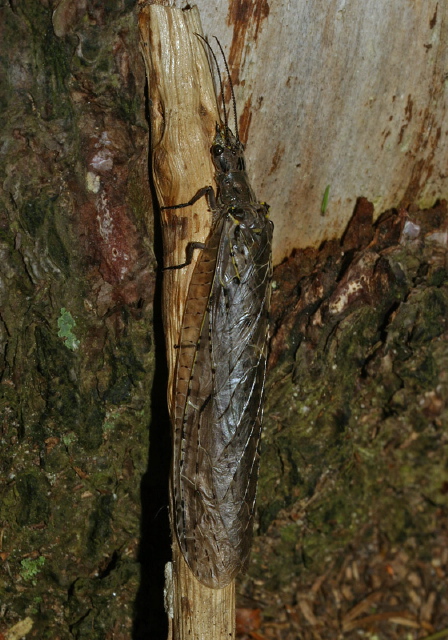 Chauliodes rastricornis Corydalidae