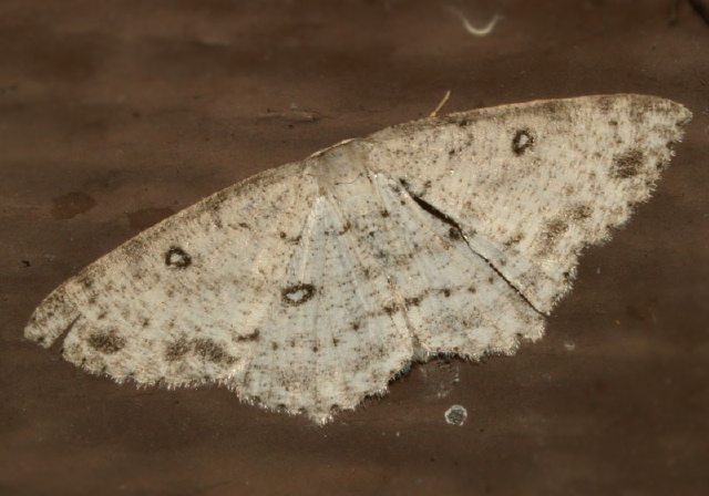 Cyclophora pendulinaria Geometridae