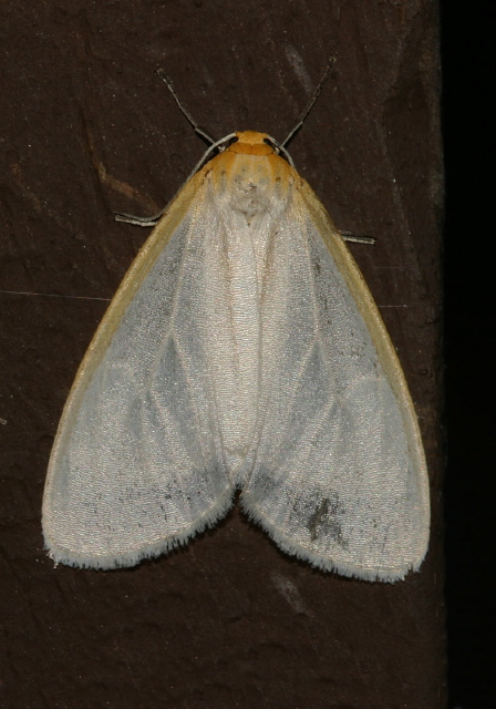 Cycnia tenera Erebidae