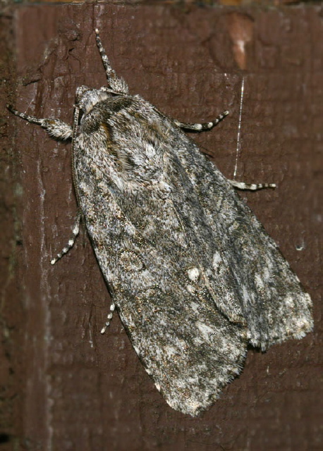 Acronicta impleta? Noctuidae