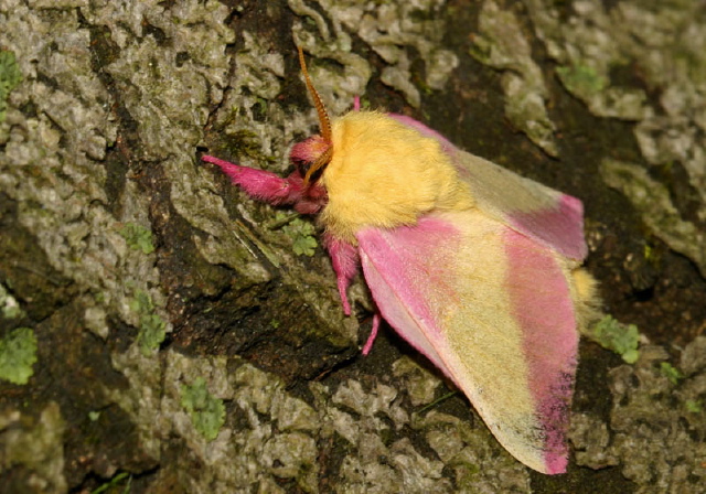 Dryocampa rubicunda Saturniidae