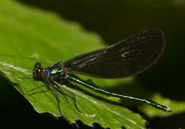 Calopteryx maculata Calopterygidae