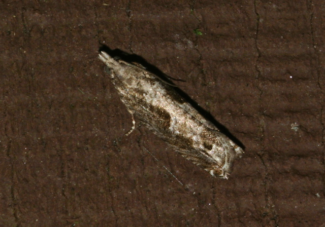 Catastega timidella Tortricidae