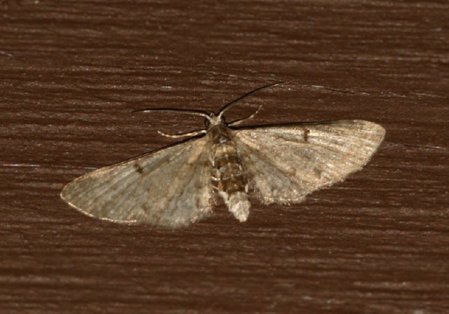 Eupithecia sp. Geometridae