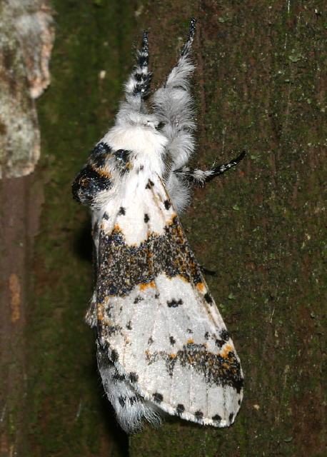 Furcula borealis Notodontidae