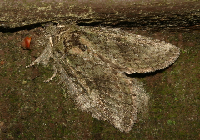 Heterocampa guttivitta Notodontidae