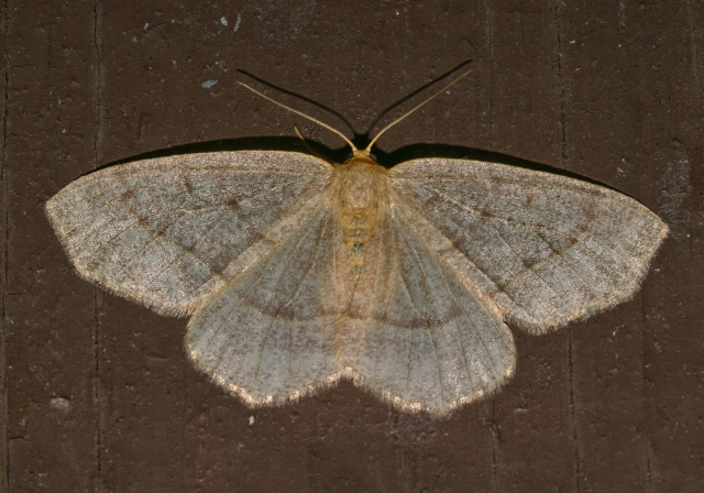 Lambdina fervidaria Geometridae