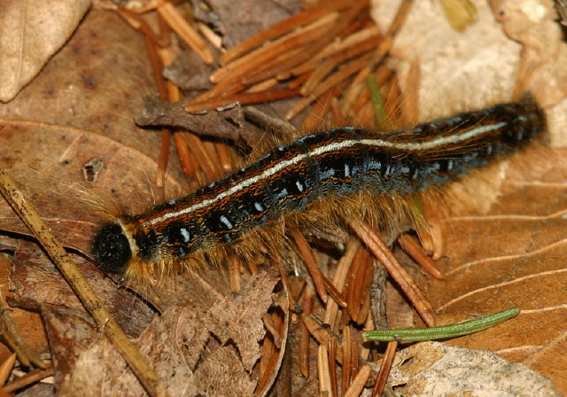 Malacosoma americana Lasiocampidae