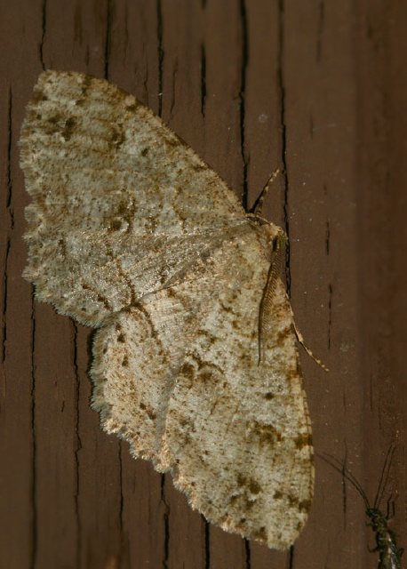 Melanolophia signataria Geometridae