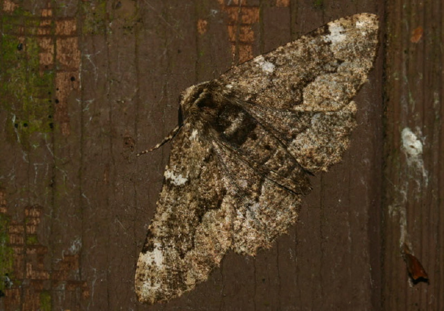 Phaeoura quernaria Geometridae