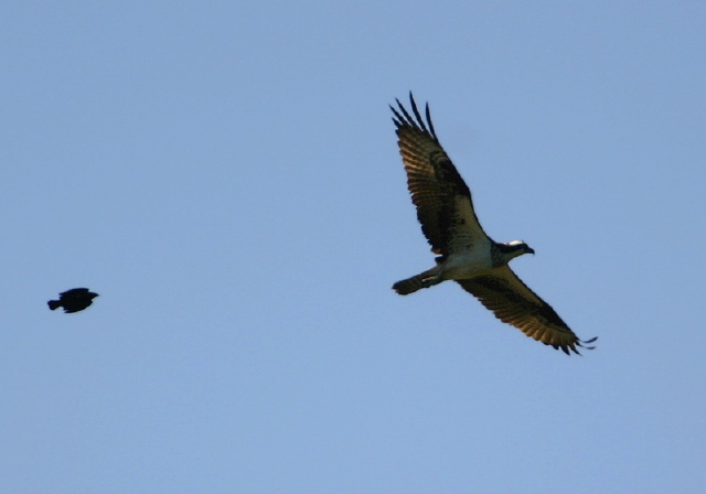 Pandion haliaetus Pandionidae