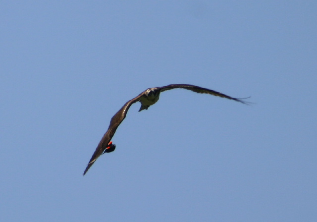 Pandion haliaetus Pandionidae
