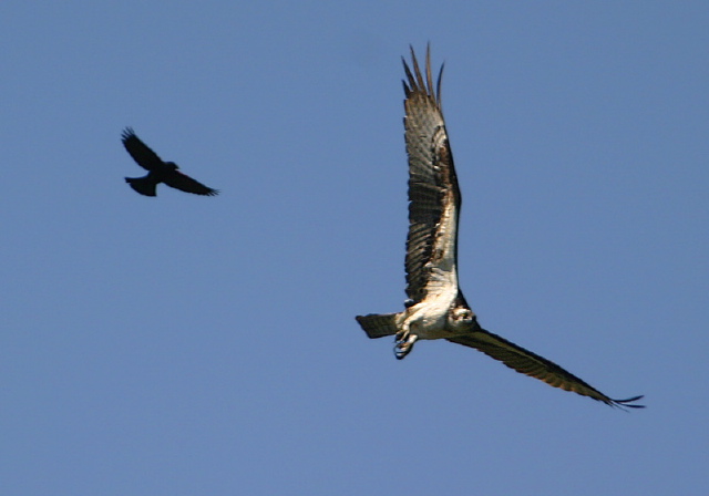 Pandion haliaetus Pandionidae