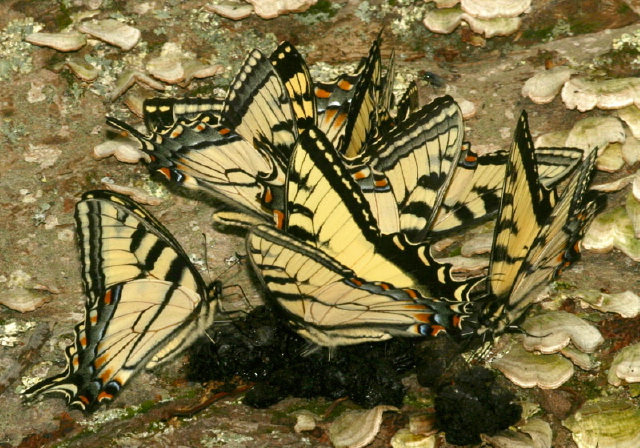 Papilio appalachiensis Papilionidae
