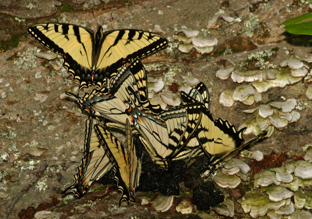 Papilio appalachiensis Papilionidae
