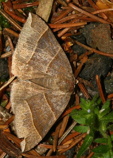 Parallelia bistriaris Erebidae