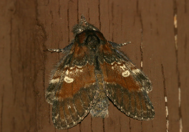 Peridea ferruginea Notodontidae