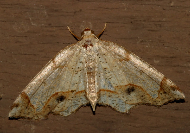 Probole amicaria Geometridae