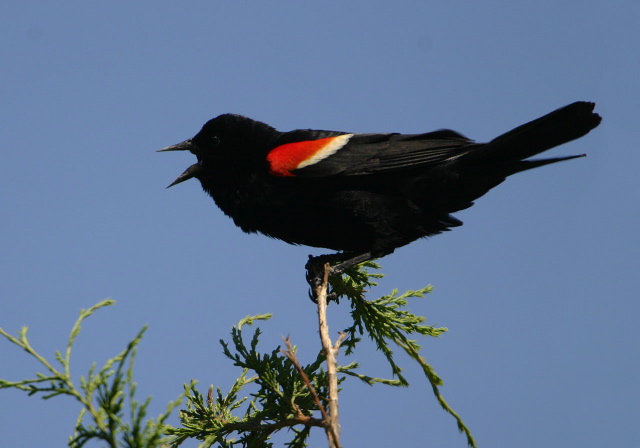 Agelaius phoeniceus Icteridae