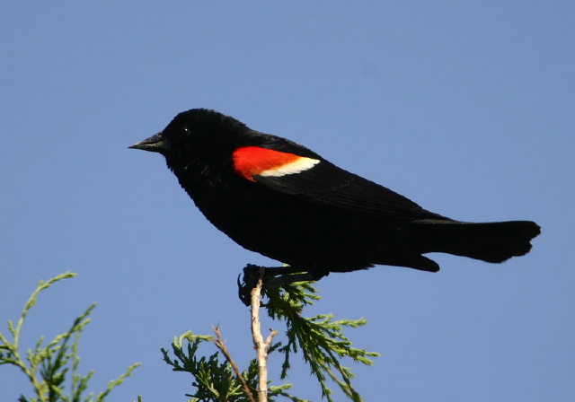 Agelaius phoeniceus Icteridae