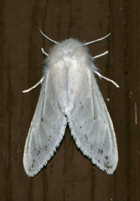 Spilosoma congrua? Erebidae