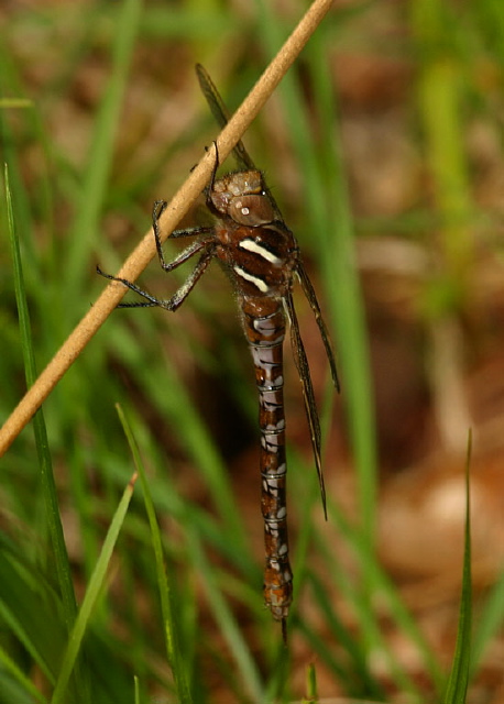 Basiaeschna janata Aeshnidae